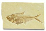 Detailed Fossil Fish (Diplomystus) - Wyoming #289942-1